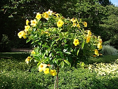 208 Longwood Gardens [2008 August 23]